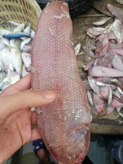 徐聞龍魚的價(jià)格是多少？，徐聞龍魚價(jià)格對比表，徐聞龍魚的價(jià)格對比表，幫你快速區(qū)分真實(shí)價(jià)值