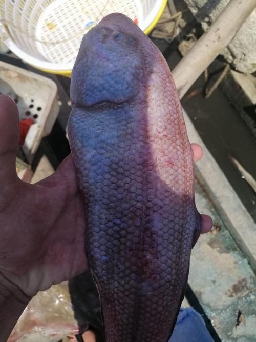 徐聞龍魚的價(jià)格是多少？，徐聞龍魚價(jià)格對比表，徐聞龍魚的價(jià)格對比表，幫你快速區(qū)分真實(shí)價(jià)值