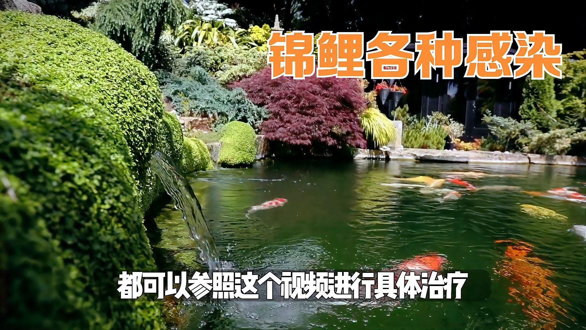 有沒有更多治療魚細菌感染的藥，養魚必備的三種藥物