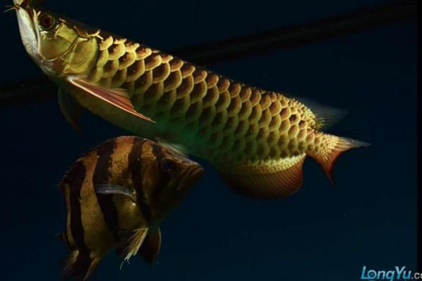 龍魚燒尾圖片，龍魚燒尾怎么做？ 龍魚燒尾圖片，龍魚燒尾怎么做？ 龍魚百科 第8張