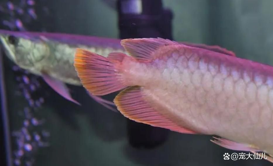 龍魚燒尾圖片，龍魚燒尾怎么做？