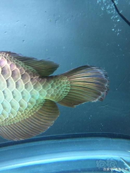 龍魚燒尾圖片，龍魚燒尾怎么做？ 龍魚燒尾圖片，龍魚燒尾怎么做？ 龍魚百科 第4張