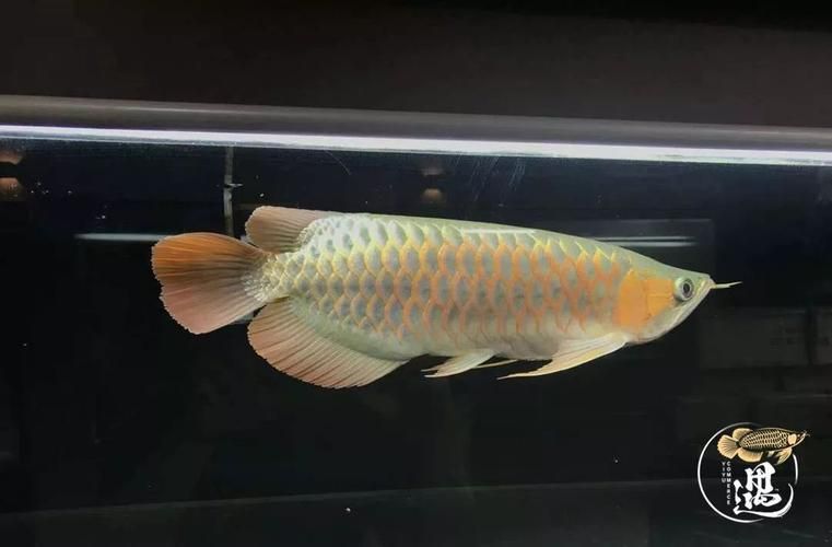 龍魚燒尾圖片，龍魚燒尾怎么做？ 龍魚燒尾圖片，龍魚燒尾怎么做？ 龍魚百科 第7張