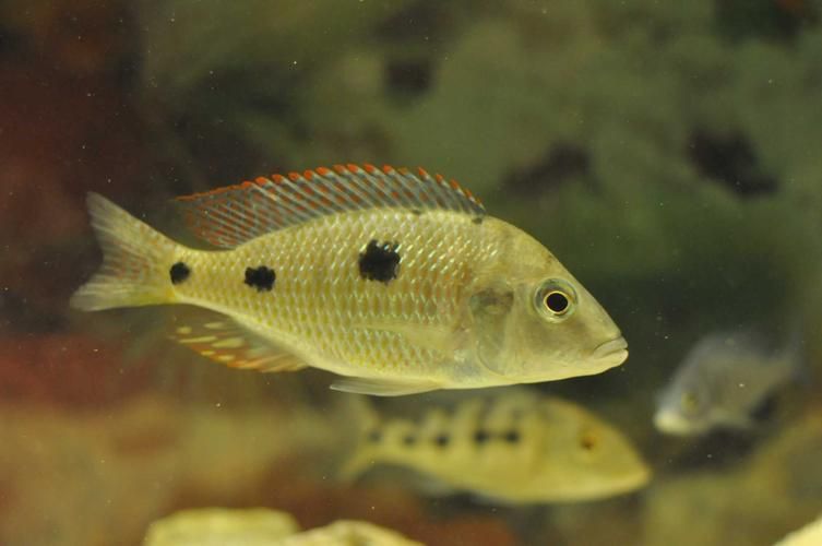 虎斑恐龍魚有哪些飼養(yǎng)技巧?,虎斑恐龍魚的飼養(yǎng)技巧 龍魚百科 第2張 虎斑恐龍魚有哪些飼養(yǎng)技巧?,虎斑恐龍魚的飼養(yǎng)技巧 虎斑恐龍魚有哪些飼養(yǎng)技巧?,虎斑恐龍魚的飼養(yǎng)技巧 龍魚百科 第2張