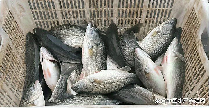觀賞魚市場價格波動大有哪些原因，觀賞魚市場價格波動大有哪些原因用戶要求詳細解釋 觀賞魚市場價格波動大有哪些原因，觀賞魚市場價格波動大有哪些原因用戶要求詳細解釋 龍魚百科 第13張