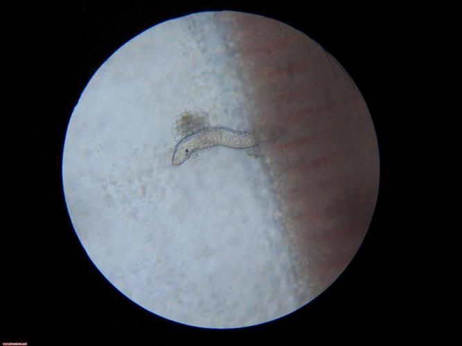 如何制備魚寄生蟲樣本，如何制備魚寄生蟲樣本制備全流程詳解（pepsin-hcl）