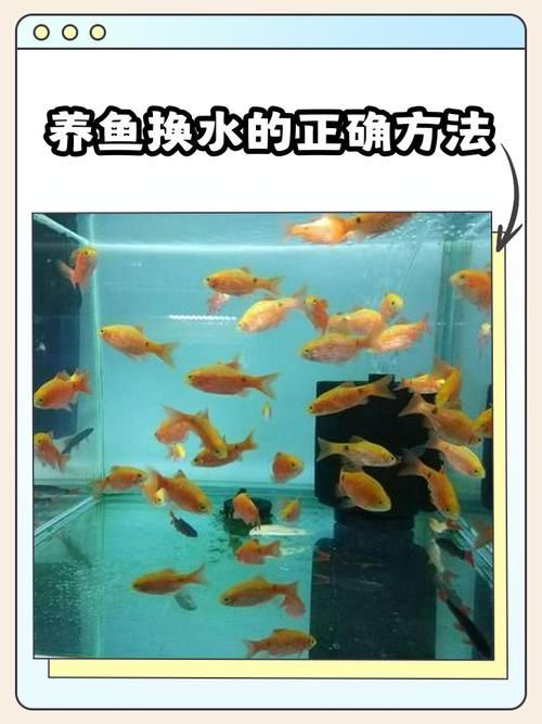 養魚有哪些禁忌事項，養魚禁忌事項 養魚有哪些禁忌事項，養魚禁忌事項 龍魚百科 第6張