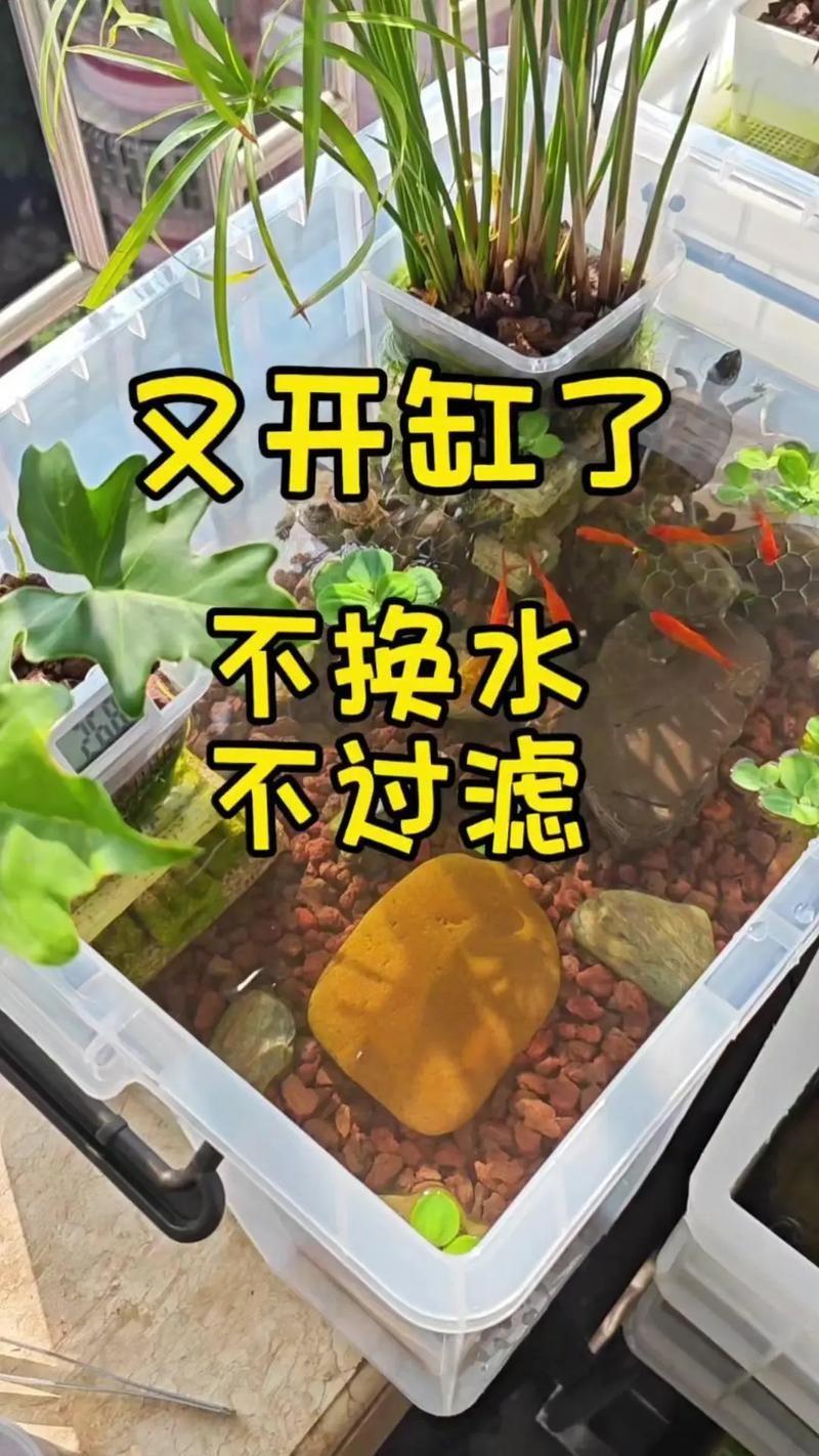 養(yǎng)魚有哪些禁忌事項(xiàng)，養(yǎng)魚禁忌事項(xiàng)