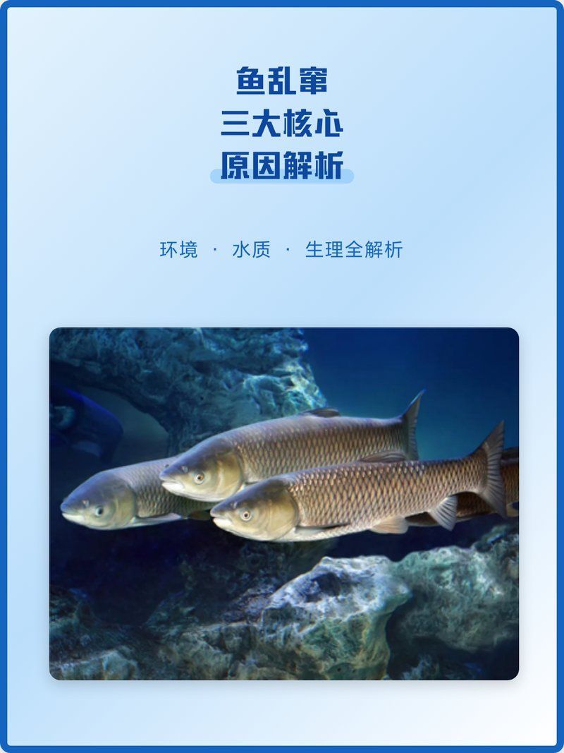 魚浮頭亂竄會自行緩解嗎，魚一直往水面上竄是什么原因
