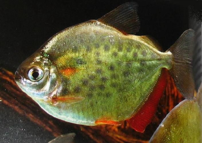 紅勾銀板魚有哪些品種，紅勾銀板魚有哪些品種紅勾銀板魚有哪些品種