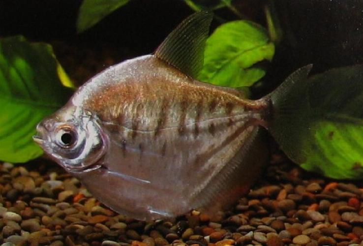 紅勾銀板魚有哪些品種，紅勾銀板魚有哪些品種紅勾銀板魚有哪些品種