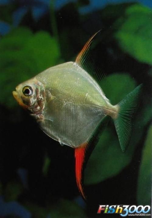 紅勾銀板魚有哪些品種，紅勾銀板魚有哪些品種紅勾銀板魚有哪些品種