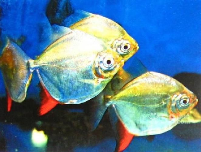 紅勾銀板魚有哪些品種，紅勾銀板魚有哪些品種紅勾銀板魚有哪些品種