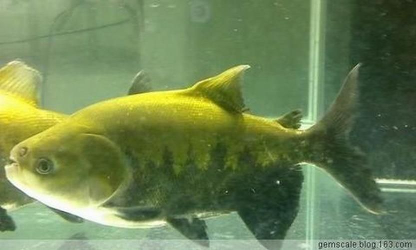 紅勾銀板魚有哪些品種，紅勾銀板魚有哪些品種紅勾銀板魚有哪些品種