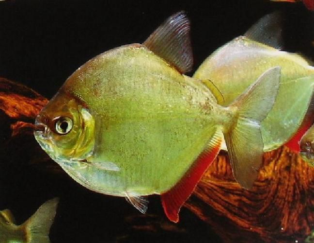 紅勾銀板魚有哪些品種，紅勾銀板魚有哪些品種紅勾銀板魚有哪些品種