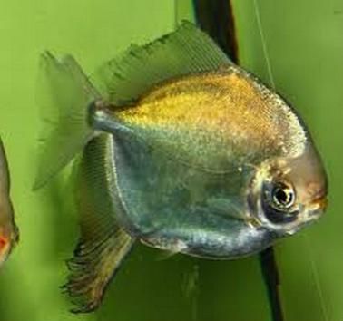 紅勾銀板魚有哪些品種，紅勾銀板魚有哪些品種紅勾銀板魚有哪些品種