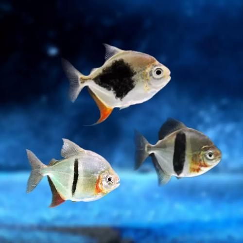 虎紋銀版魚，60厘米至80厘米的魚缸有哪些品牌推薦？