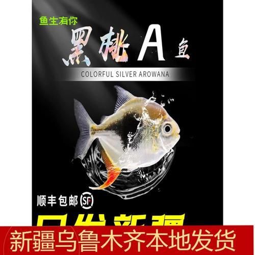 虎紋銀版魚，60厘米至80厘米的魚缸有哪些品牌推薦？