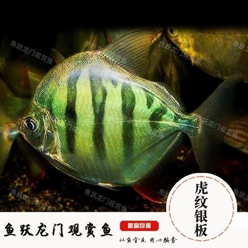 虎紋銀版魚，60厘米至80厘米的魚缸有哪些品牌推薦？