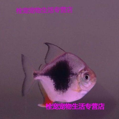 虎紋銀版魚，60厘米至80厘米的魚缸有哪些品牌推薦？