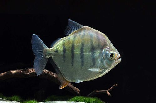 虎紋銀版魚，60厘米至80厘米的魚缸有哪些品牌推薦？
