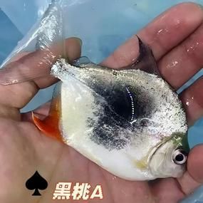 虎紋銀版魚，60厘米至80厘米的魚缸有哪些品牌推薦？