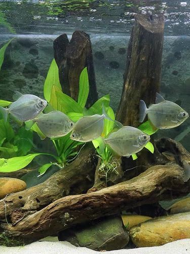 虎紋銀版魚，60厘米至80厘米的魚缸有哪些品牌推薦？