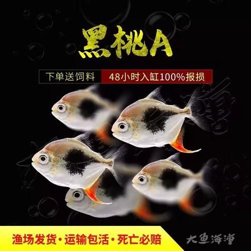 虎紋銀版魚，60厘米至80厘米的魚缸有哪些品牌推薦？