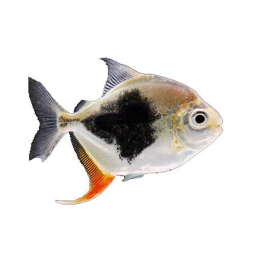 虎紋銀版魚，60厘米至80厘米的魚缸有哪些品牌推薦？