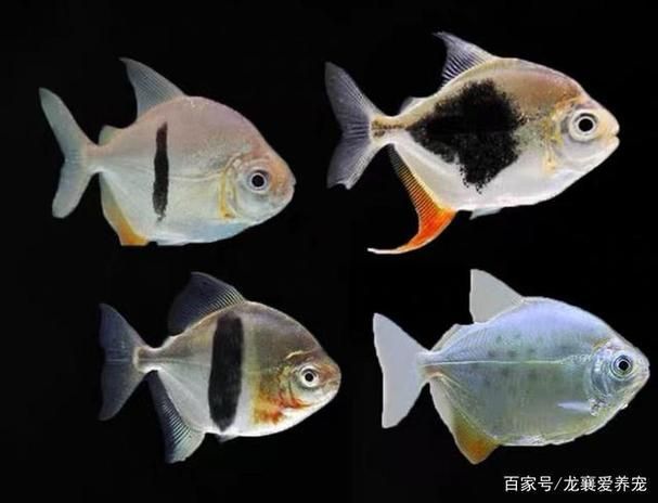 虎紋銀版魚，60厘米至80厘米的魚缸有哪些品牌推薦？
