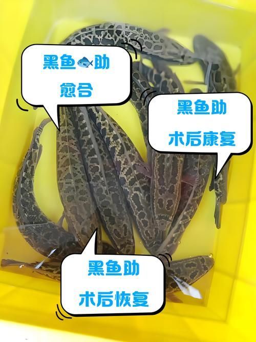 如何搭配食物以促進(jìn)魚傷口愈合，如何搭配魚類傷口愈合營(yíng)養(yǎng)搭配方案