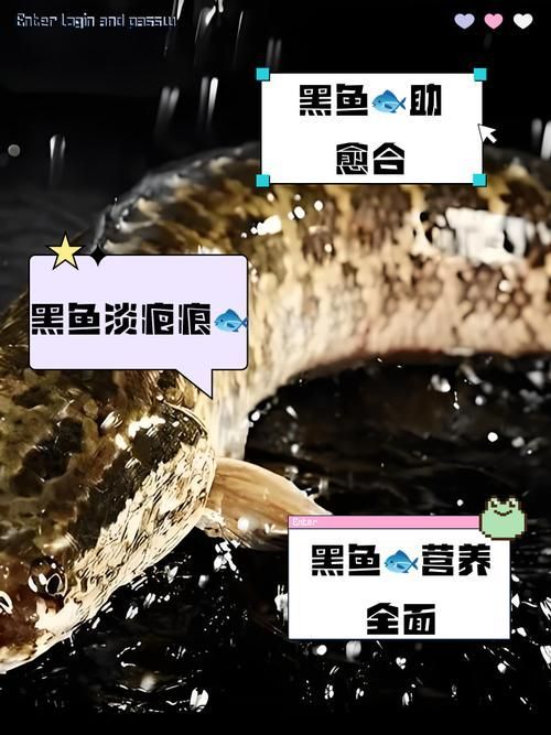 如何搭配食物以促進(jìn)魚傷口愈合，如何搭配魚類傷口愈合營(yíng)養(yǎng)搭配方案