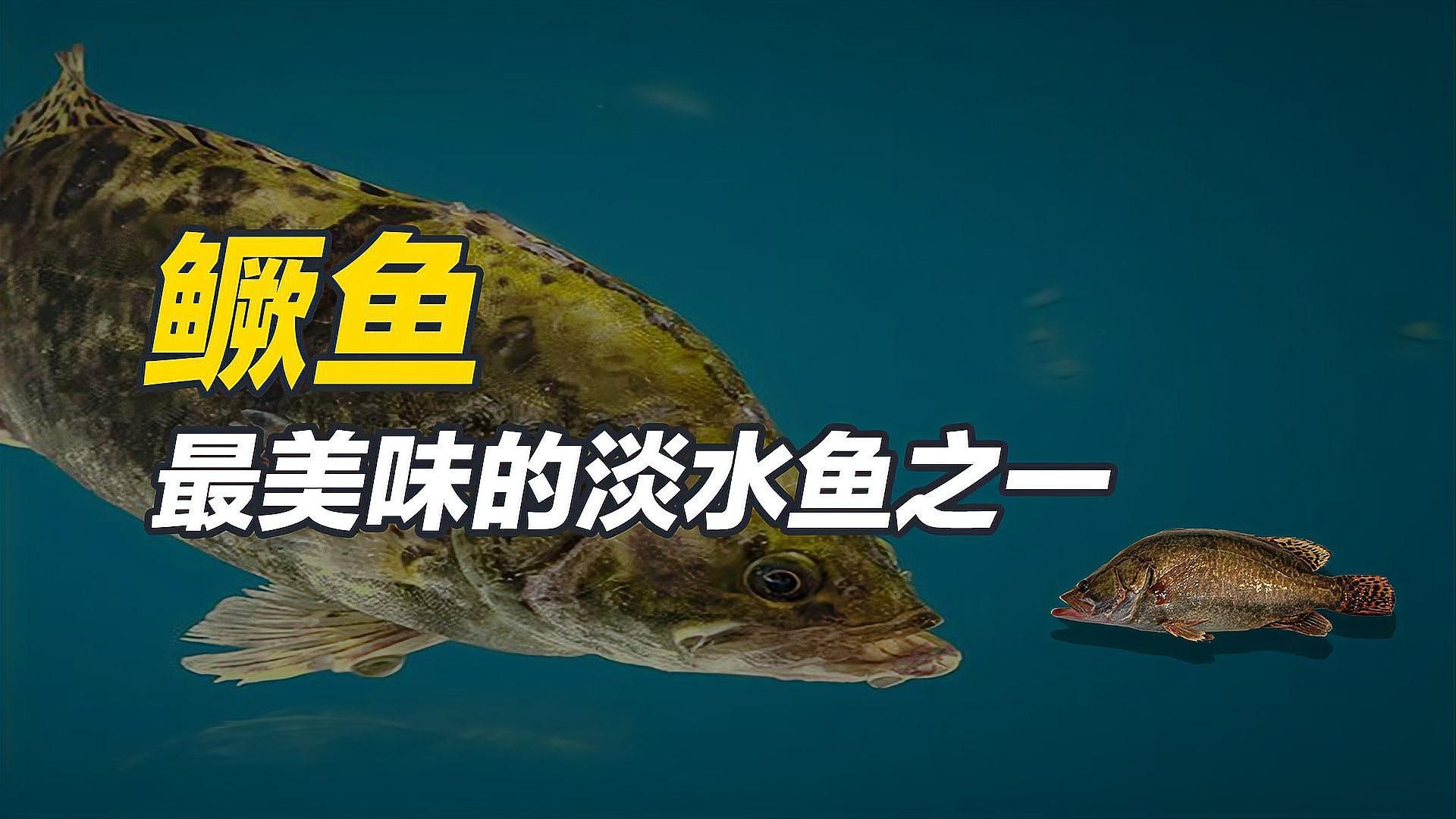 鱖魚是淡水還是海水，鱖魚在中國有哪些常見種類，鱖魚在中國有哪些分布區域