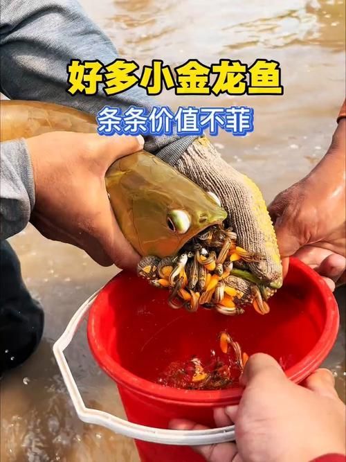 3元一條小金龍魚圖片，3元一條小金龍魚圖片探討3元人民幣購買一條小金龍魚的可能性