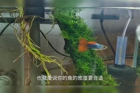 有哪些方法可以安撫龍魚？，如何安撫龍魚 有哪些方法可以安撫龍魚？，如何安撫龍魚 龍魚百科 第2張