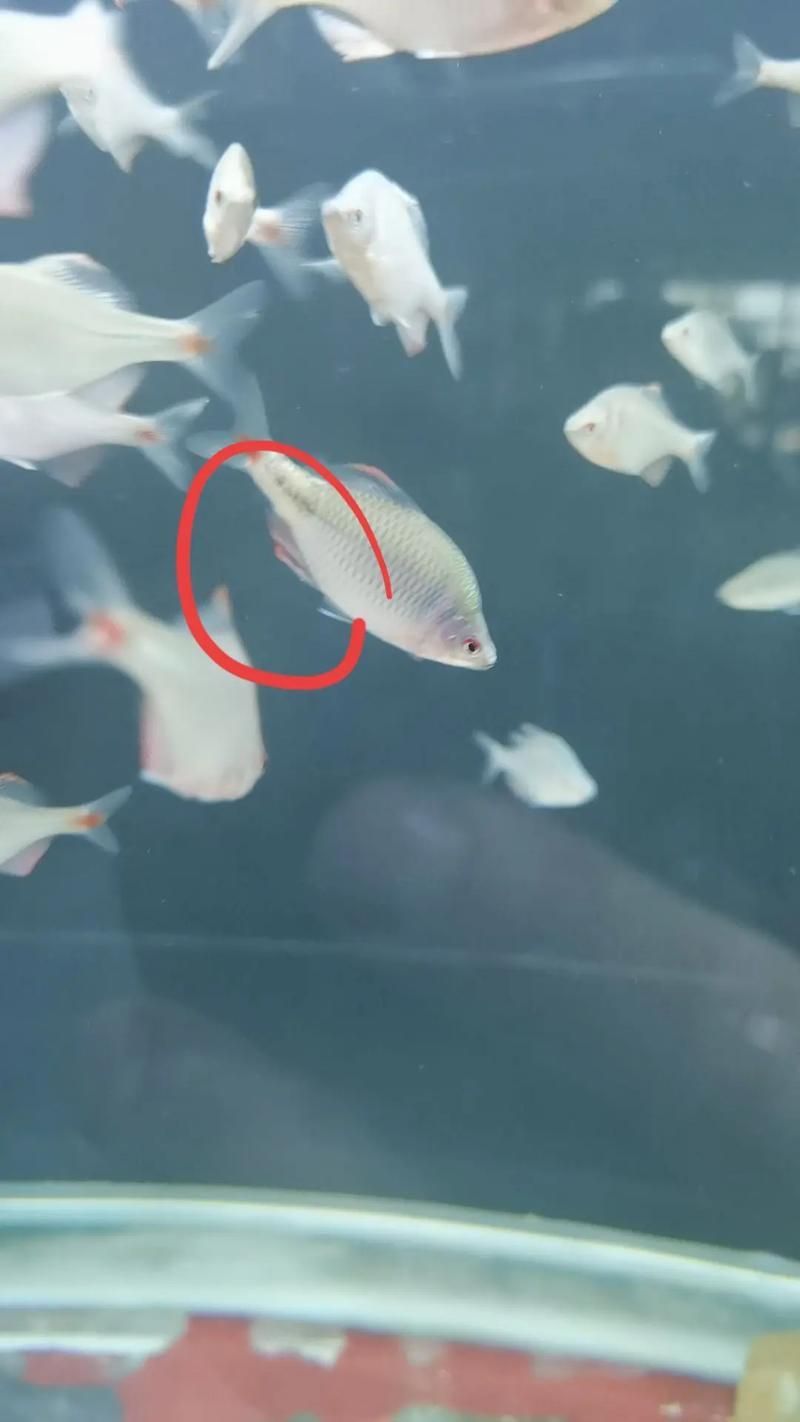 如何判斷魚是否患有爛尾巴病