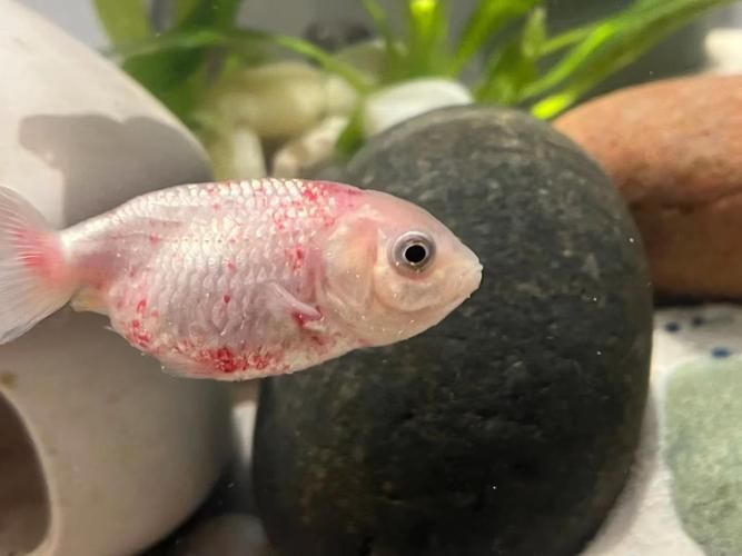 如何判斷魚是否患有爛尾巴病