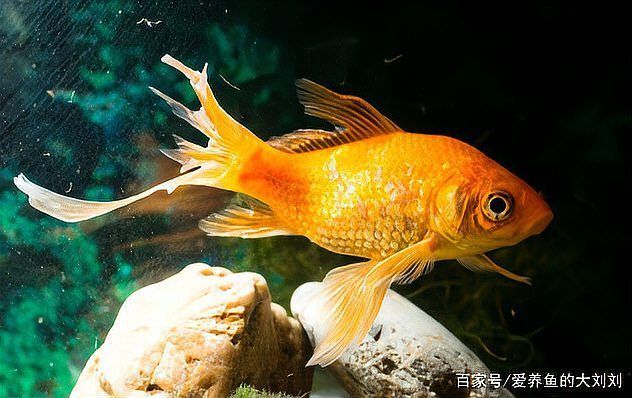 如何判斷魚是否患有爛尾巴病