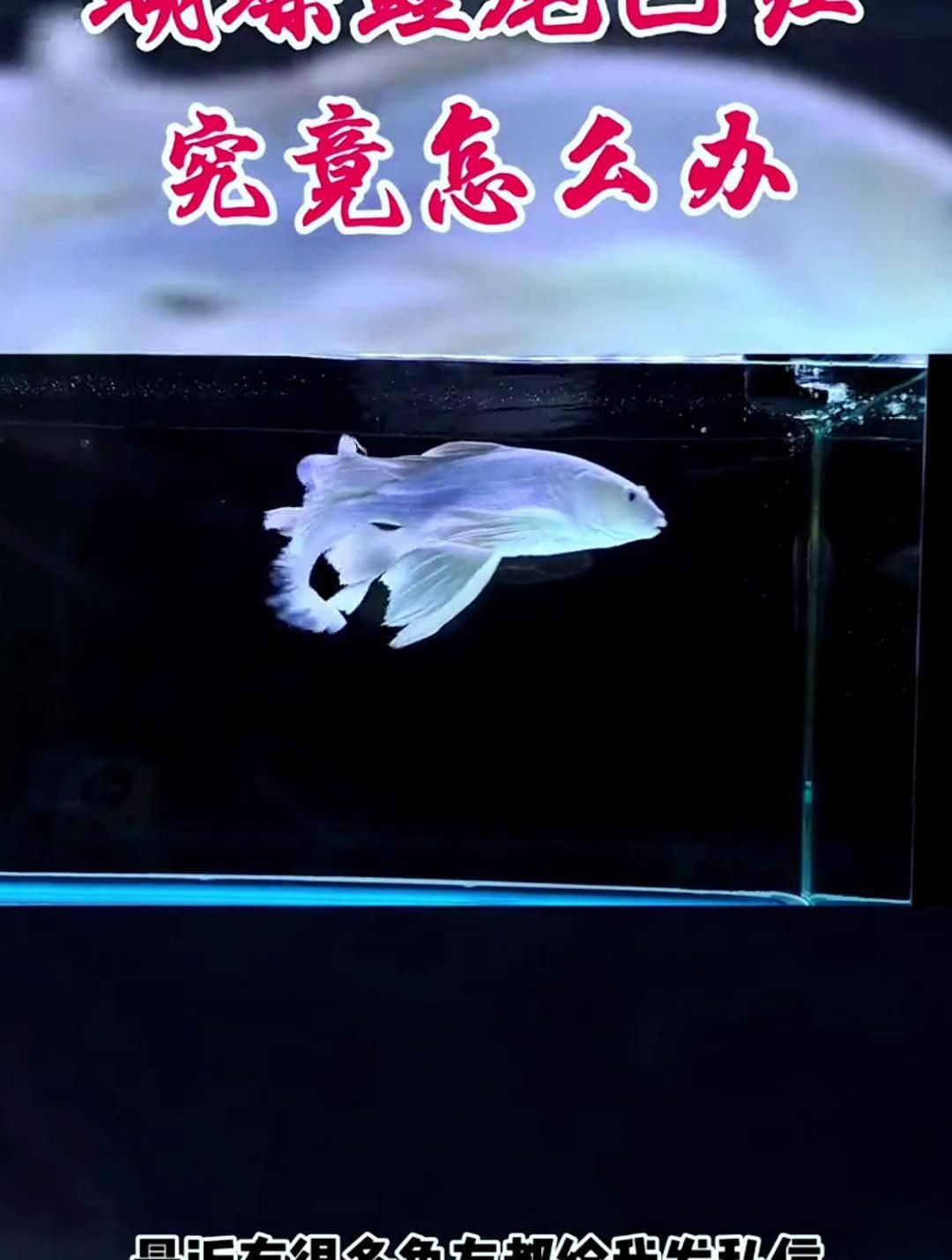 蝴蝶鯉尾巴紅血絲如何治療，蝴蝶鯉尾巴紅血絲如何治療,