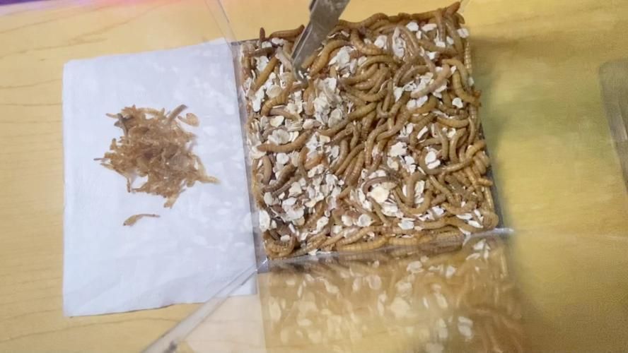 如何安全地喂食面包蟲給龍魚？，如何安全地喂食面包蟲給龍魚，用戶要求詳解如何安全地喂食面包蟲給龍魚