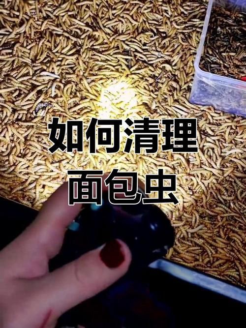 如何安全地喂食面包蟲給龍魚？，如何安全地喂食面包蟲給龍魚，用戶要求詳解如何安全地喂食面包蟲給龍魚