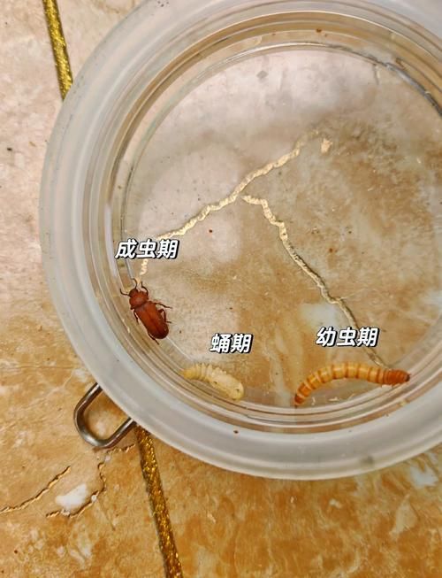 如何安全地喂食面包蟲給龍魚？，如何安全地喂食面包蟲給龍魚，用戶要求詳解如何安全地喂食面包蟲給龍魚
