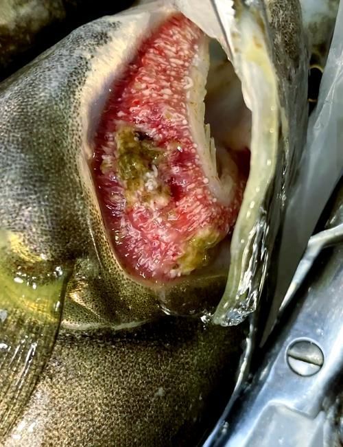 如何區(qū)分鰓霉病和水霉病，如何區(qū)分鰓霉病與水霉病