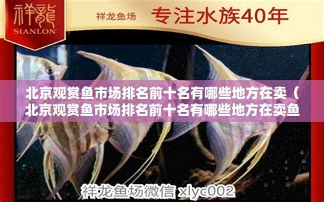 祥龍魚場各市分站，中國觀賞魚市場的重要力量祥龍魚場各市分站祥龍魚場 祥龍魚場各市分站，中國觀賞魚市場的重要力量祥龍魚場各市分站祥龍魚場 龍魚百科 第2張