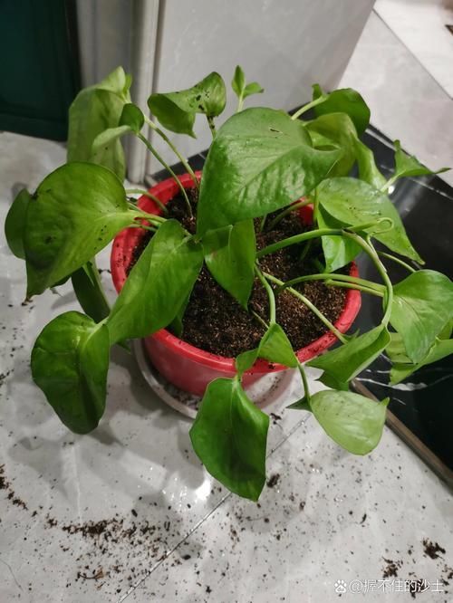 如何判斷綠蘿是否缺水，如何判斷綠蘿是否缺水——科學診斷與西安本地化養護指南