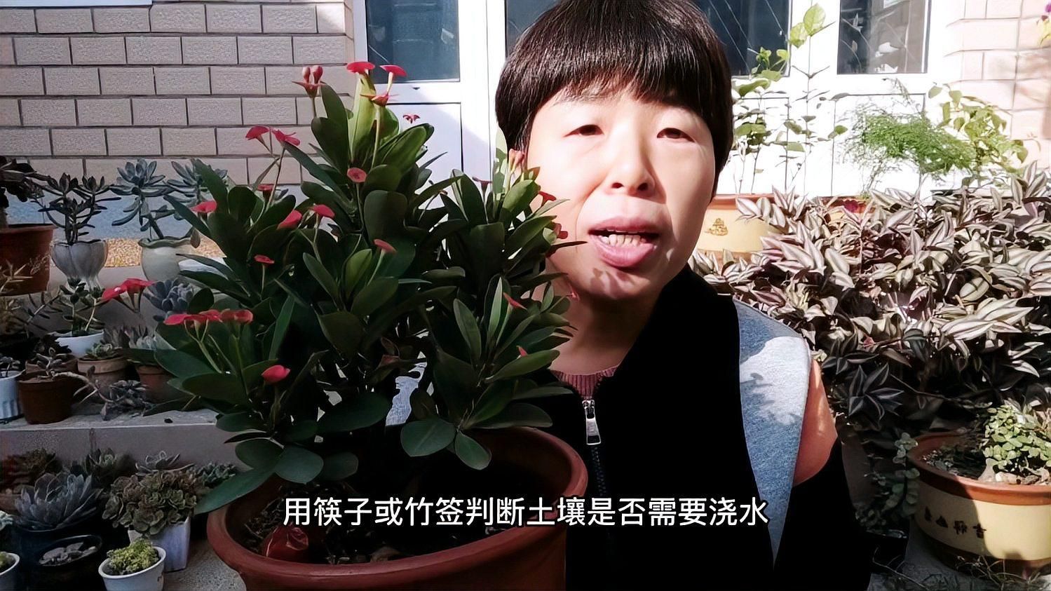 如何判斷綠蘿是否缺水，如何判斷綠蘿是否缺水——科學診斷與西安本地化養護指南