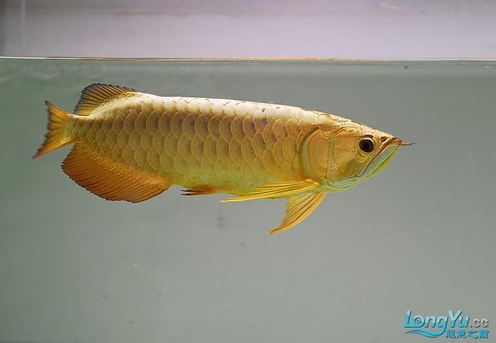 給我一些鑒別真假魏縣龍魚的圖片，如何鑒別真假魏縣龍魚