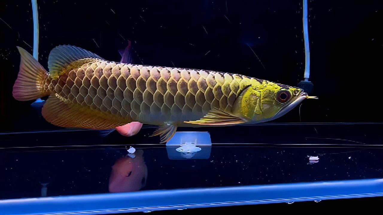 祥龍魚場的主要品種有哪些？，仙恬安龍魚場有哪些主打品種？
