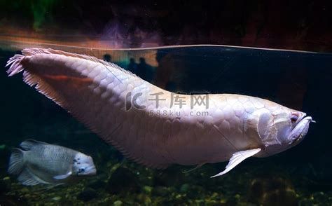 如何區(qū)分龍魚發(fā)白是哪種原因？ 如何區(qū)分龍魚發(fā)白是哪種原因？ 龍魚百科 第2張