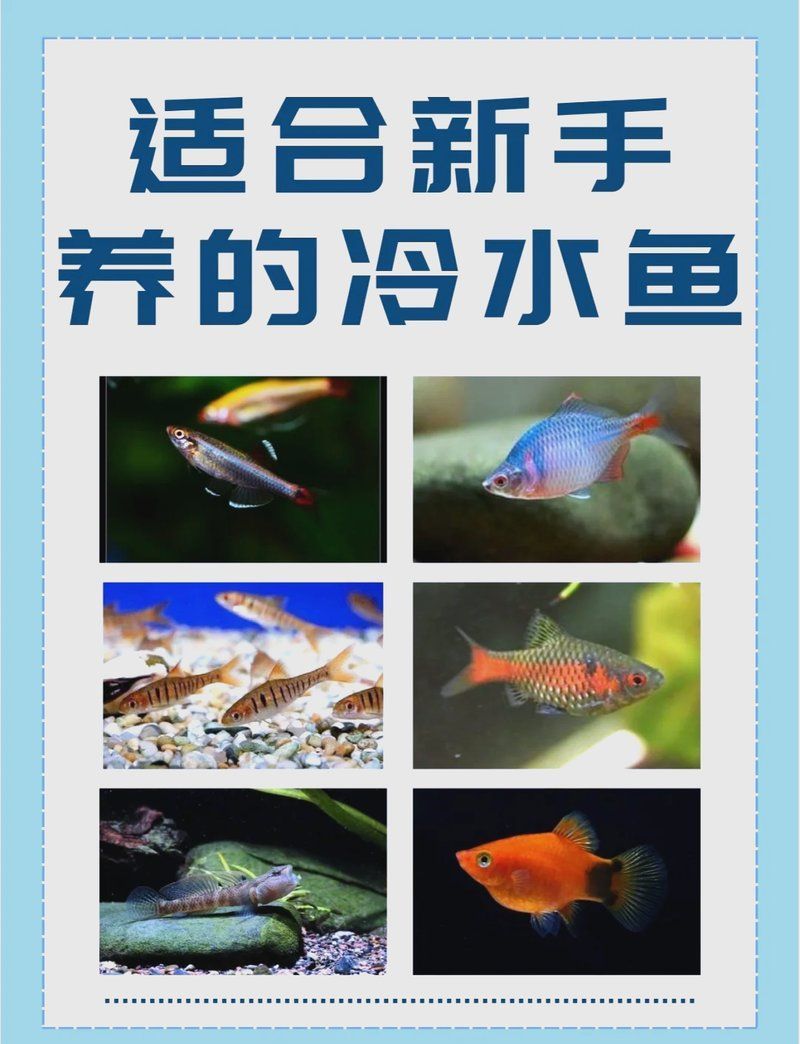 有哪些冷水魚品種適合西安地區(qū)養(yǎng)殖，有哪些適合西安地區(qū)養(yǎng)殖的冷水魚品種 有哪些冷水魚品種適合西安地區(qū)養(yǎng)殖，有哪些適合西安地區(qū)養(yǎng)殖的冷水魚品種 龍魚百科 第2張